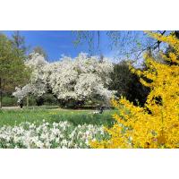 2080_6497 bunte Frühlingswiese im Stadtpark Hamburg Winterhude | Fruehlingsfotos aus der Hansestadt Hamburg; Vol. 2